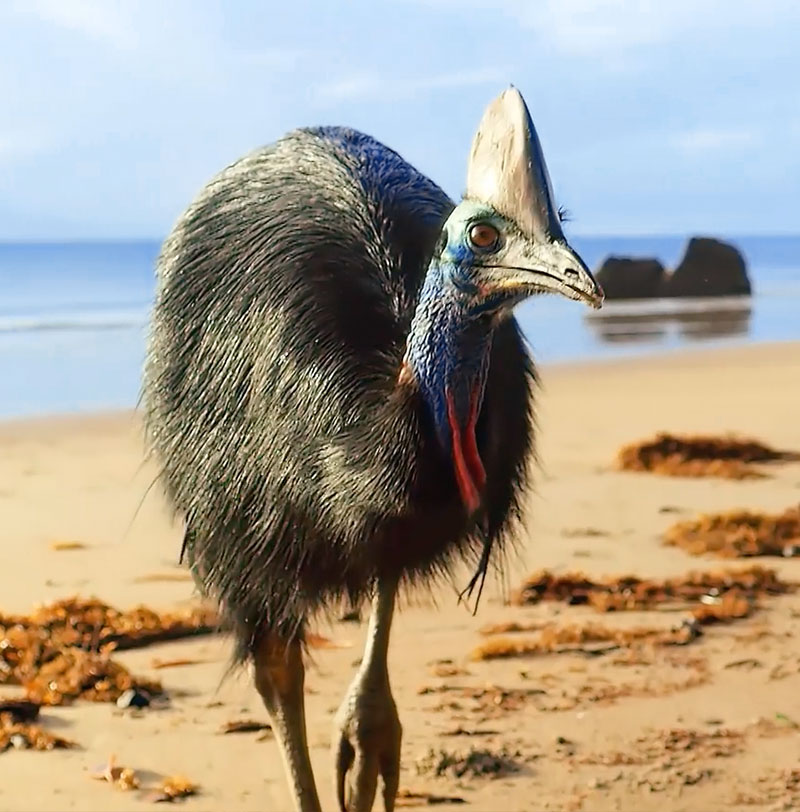 1 Day Cape Tribulation Tour