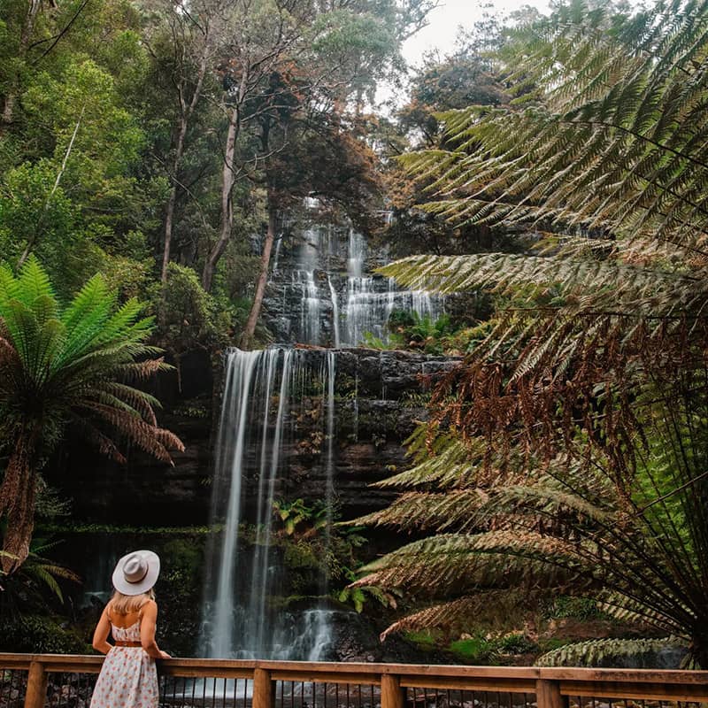 waterfall rainforest in Tasmania