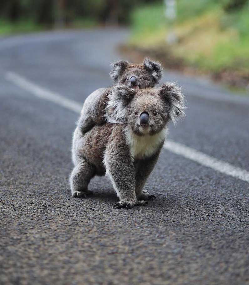 3 Day Great Ocean Road & Grampians