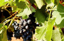 boutique-wine-tours-hunter-valley-1-qcaw83fjgmd31n5vqyu3vjqay0qabjvyipv6s719io.jpg