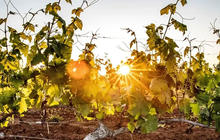hunter-valley-food-and-wine-tours-1-qcaw8gla4av3k6mrm4ivuger9exfbbc78izzi2hr3k.jpg