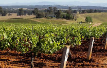 vinyard-tours-1-qcaw9blydu1k7bdpkzxkmqkyv4ojdbrccsj0c77re8.jpg