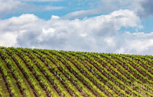 wine-tours-hunter-valley-1-qcaw9i6tpoakgl45ikrym6x70ts3v7hgpp3ep4y06o.jpg