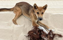 1_Dingos_Kgari_Adventures93-scaled.jpeg