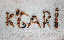 dropbearadventures_1738643706_3560323911472348743_196311637.jpg