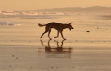 fraser_dingo_1760492113_3743601547956540571_1391324557.jpg
