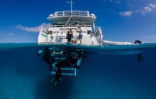 511847025976a_658_optimized-divebuzz-prodive-7858.jpg