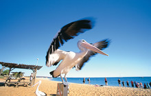 Australian-pelican-(Pelecanus-conspicillatus),-at-Monkey-Mia-Tourism-WA-100104-2.jpg