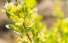 Autopia - Grampians National Park - Wildflowers -Robert Blackburn vv143664-56.jpg