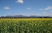 Autopia - Grampians National Park Wildflower Season.jpg