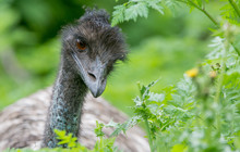 Autopia - Grampians National Park, Australian Wildlife Emu.jpg