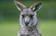 Autopia - Grampians National Park, Australian Wildlife Kangaroo.jpg