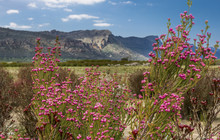 Autopia - Grampians wildflowers, Christine OConnell vv144791-56.jpg