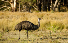Autopia - Grampians, Emu in grassy field, Halls Gap, Robert Blackburn vv1377735.jpg