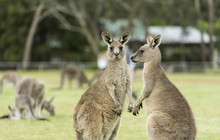 Autopia - Kangaroos Halls Gap Robert Blackburn vv143580-56.jpg