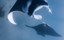 Autopia---Coral-Bay-Manta-Rays-(3).jpg