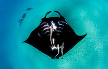 Autopia---Coral-Bay-Manta-Rays-migration-media-taken-2015-Credits-Australias-Coral-Coast.jpg