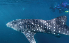 Autopia---Exmouth-snorkel-with-whalesharks.jpg