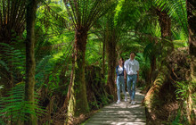 Autopia---Great-Ocean-Road,-Maits-Rest,-Mark-Watson-vv148351-56.jpg