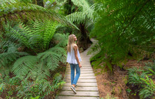 Autopia---Great-Ocean-Road,-Maits-Rest,-Mark-Watson-vv148361-56.jpg
