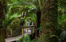 Autopia---Great-Ocean-Road,-Otway-Maits-Rest,-Mark-Watson-vv148362-56.jpg