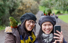 Autopia---Great-Ocean-Road-Australian-Birdlife.jpg