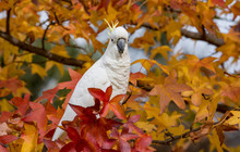 Autopia---Great-Ocean-Road-Birdlife2.jpg