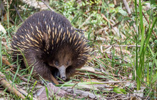 Autopia---Great-Ocean-Road-Echidna-vv149165-56.jpg