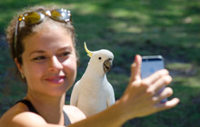 Autopia---Great-Ocean-Road-Friendly-Birds.jpg