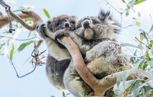 Autopia---Great-Ocean-Road-Koala-Family.jpg