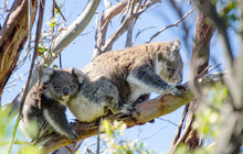 Autopia---Great-Ocean-Road-Koala-Love.jpg