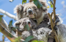 Autopia---Great-Ocean-Road-Koalas.jpg