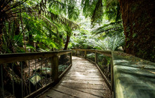 Autopia---Great-Ocean-Road-Otway-National-Park.jpg