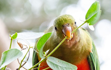 Autopia---Great-Ocean-Road-Rosella.jpg