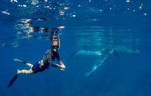 Autopia---Humpback-Swim-Credits-Rory-Hodgkinson-Prue-Wheeler-Coral-Bay-Eco-Tours.jpg
