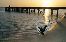 Autopia---Monkey-Mia-Australian-Pelicans,-Australias-Coral-Coast,-Shark-Bay,-Tourism-WA,-100437.jpg