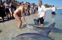 Autopia---Monkey-Mia-Dolphins-TourismWA107031-56.jpg
