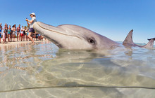 Autopia---Monkey-Mia-Dolphins-TourismWA116773-56.jpg