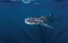 Autopia---Ningaloo-Reef-Whalesharks.jpg