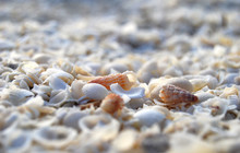 Autopia---Shell-Beach,-Denham,-Autopia-Tours.jpg