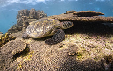 Autopia---Swimming-with-Turtles-on-the-Ningaloo-Reef.jpg