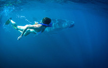 Autopia---Swimming-with-whale-shark,-Ningaloo-Reef,-Exmouth,-Tourism-WA,-110989.jpg