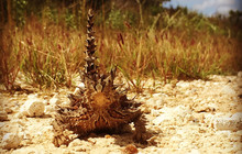 Autopia---Thorny-Devil,-Western-Australia,-Autopia-Tours.jpg