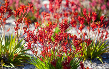 Autopia---Wildflowers---PP-Credits-Australias-Coral-Coast-Paul-Pichugin.jpg