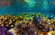 Autopia---Yellow-Fish-Road-Coral-Bay-Migration-Media-Credits-Australias-Coral-Coast.jpg