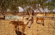 Banka-Banka-Station-Northern-Territory-donkys-2.jpg