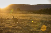 Blue Mountains - Kangaroos grazing at sunset, Emirates, Destination NSW 171520-56.jpg