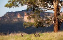 Blue Mountains - Wildlife landscapes, Emirates, Destination NSW 154313-19.jpg