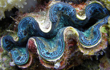 Blue-Clam-at-Great-Barrier-Reef_0.jpg