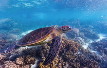 Coral-Bay,-Ningaloo-Reef,-Tourism-WA,-112701-4.jpg